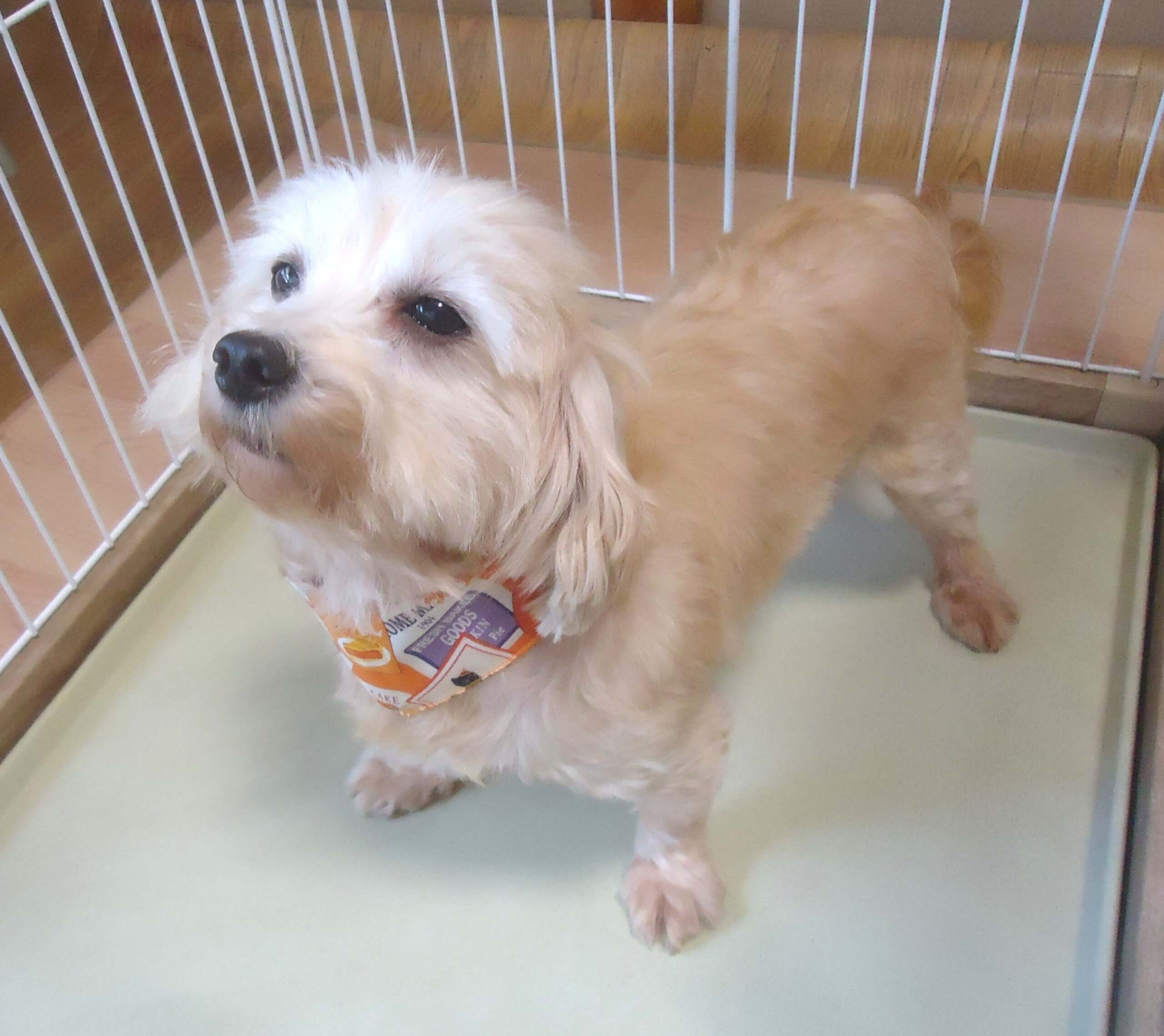 マルプー　女の子　💖