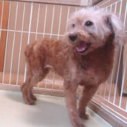 無償　💖　プードル　女の子