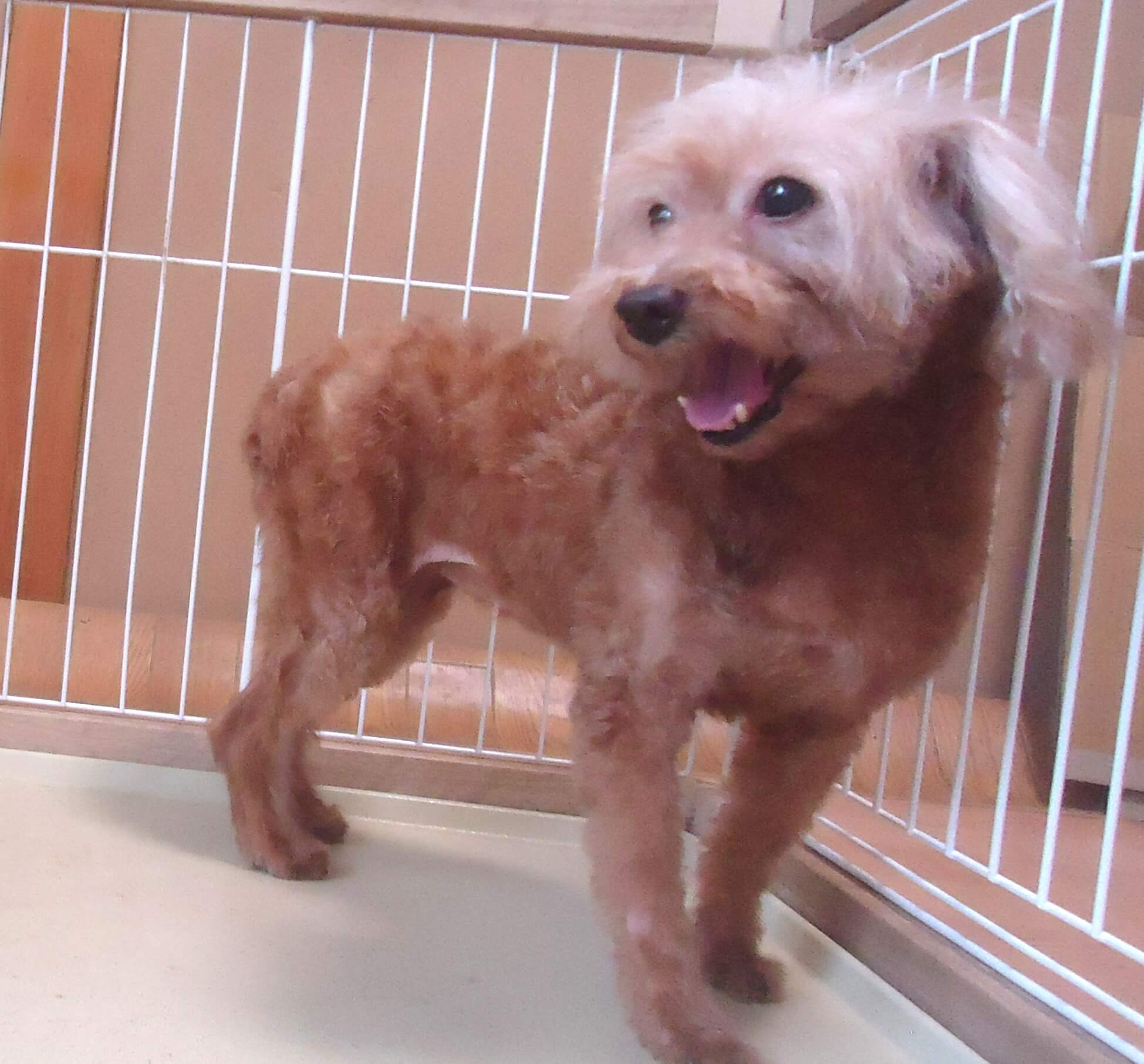 無償　💖　プードル　女の子