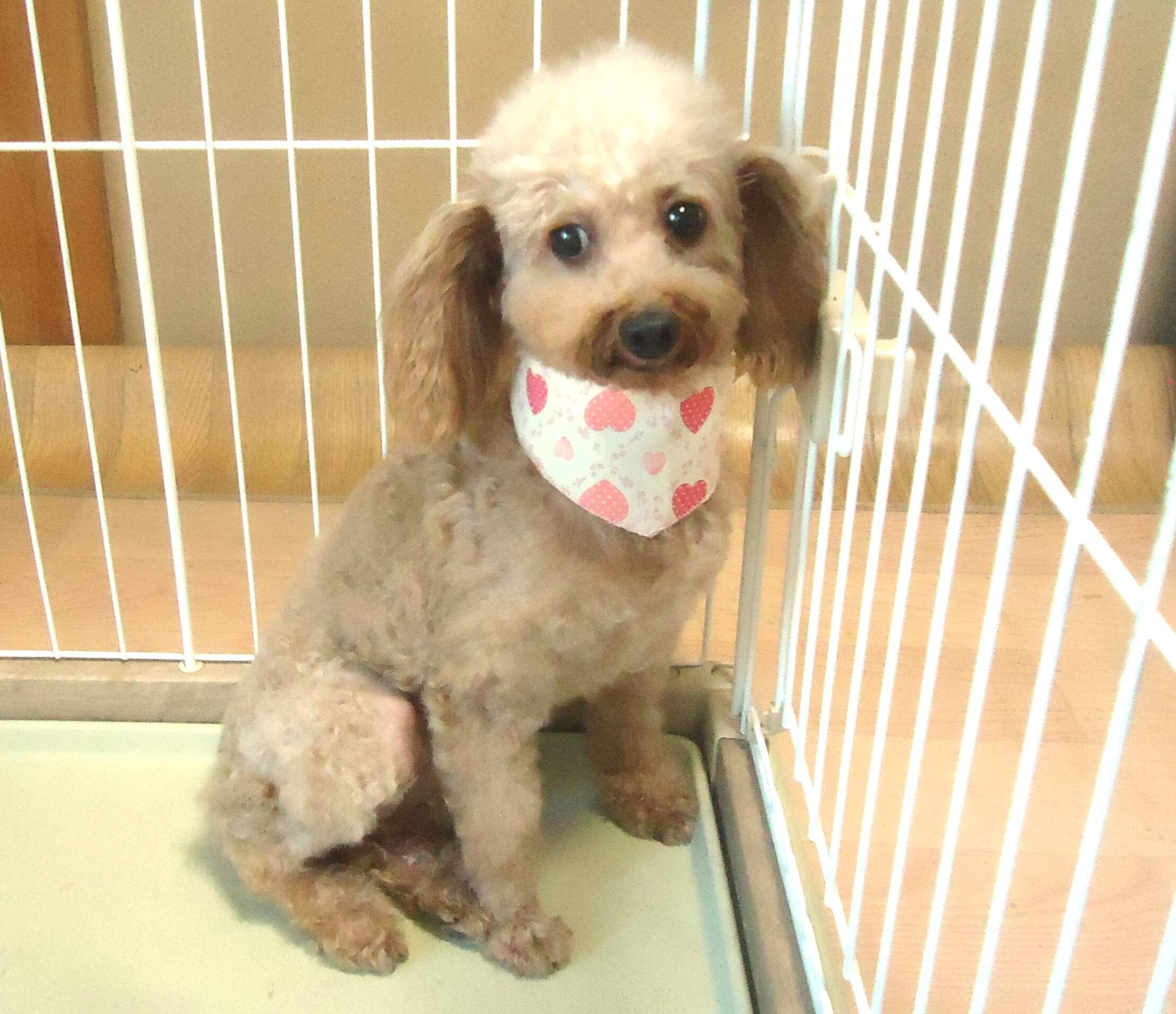 大人しい　プードル　女の子