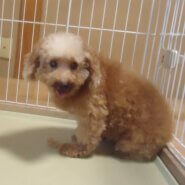 プードル　女の子　💖