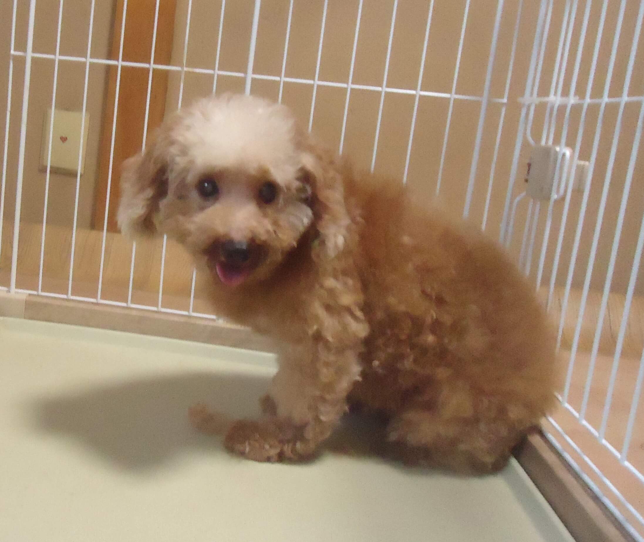 プードル　女の子　💖