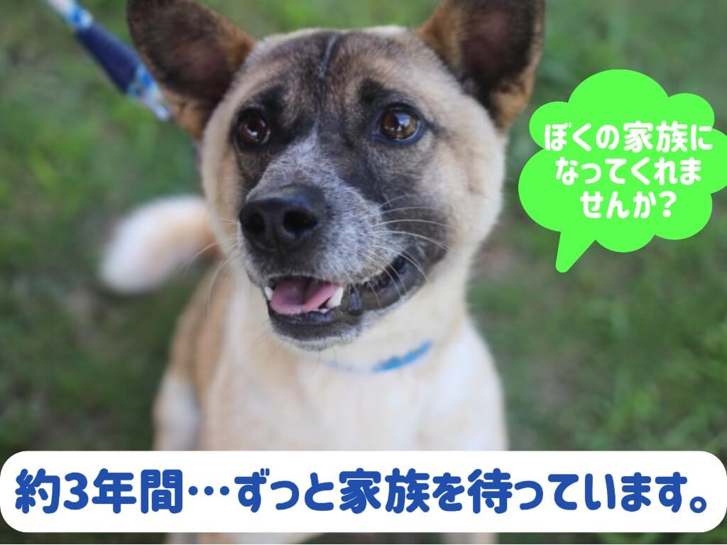 元気いっぱい🌟人馴れ抜群の甘えん坊 ”ゾロくん”