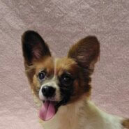 パピヨン女の子パピちゃん❤️