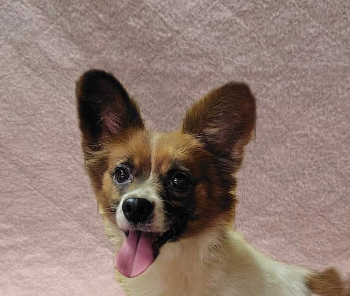 パピヨン女の子パピちゃん❤️