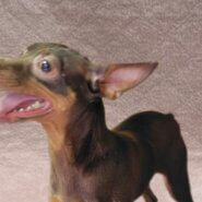 ミニピン女の子ベルちゃん❤️