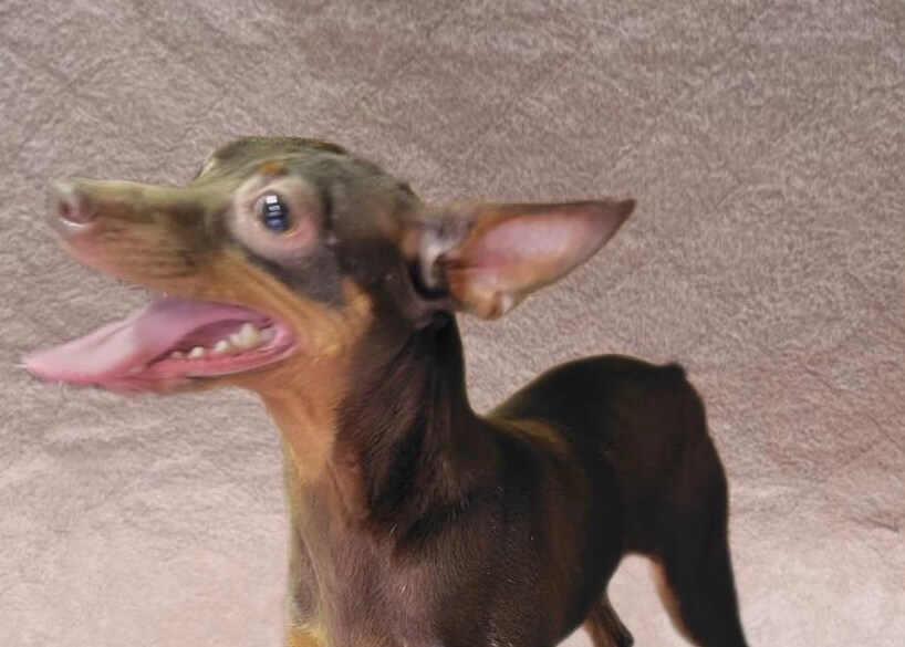 ミニピン女の子ベルちゃん❤️