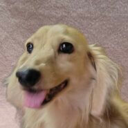 ダックス男の子ロイくん❤️