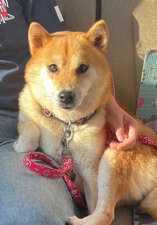 柴犬女の子楓ちゃん❤️
