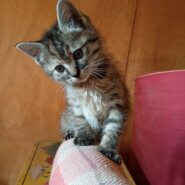 急募 元気いっぱいな子猫の里親様募集