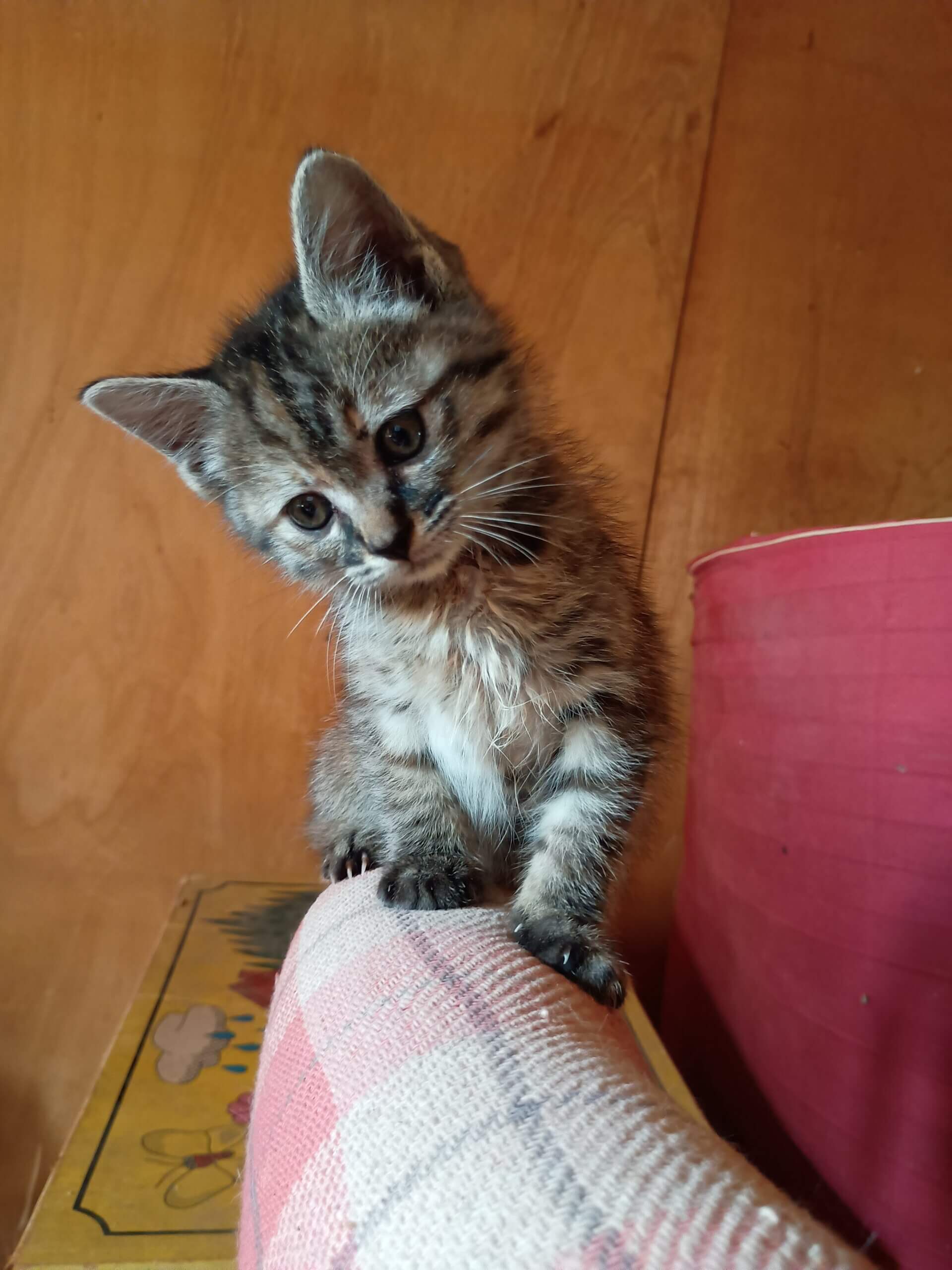 急募 元気いっぱいな子猫の里親様募集