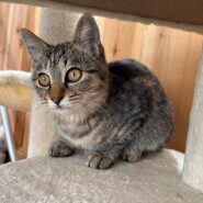 🐱 子猫の里親さんを募集しています【4ヶ月くらい／元気いっぱい】