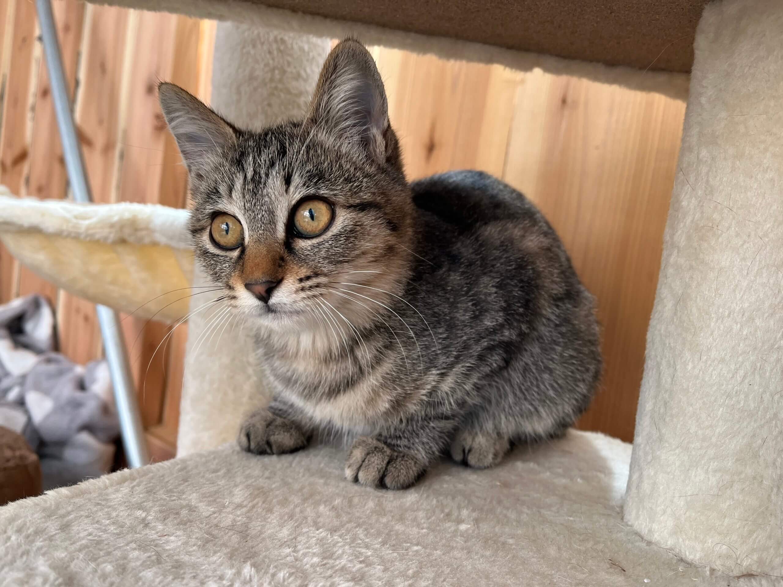 🐱 子猫の里親さんを募集しています【4ヶ月くらい／元気いっぱい】