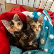 手乗りサイズ姉妹