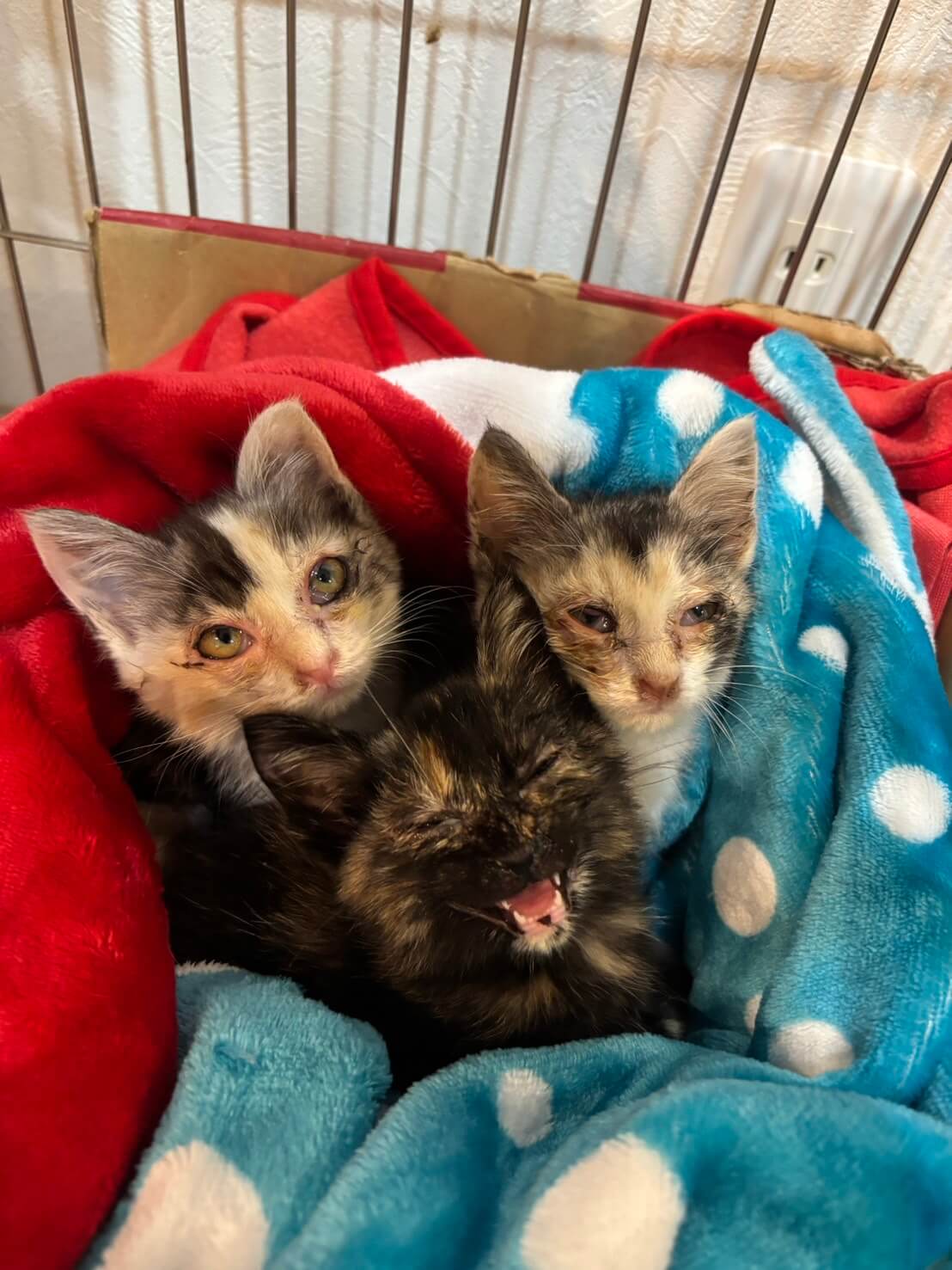 手乗りサイズ姉妹