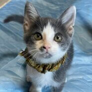 in江南市☆子猫がいっぱい☆保護猫達をオウチに迎えよう☆2025年11月9日(日)~ 非営利団体「ちーむ にゃいんず」