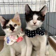 in名古屋市☆子猫もいっぱい☆保護猫達をオウチに迎えよう☆2025年11月9日(日)~ 非営利団体「ちーむ にゃいんず」