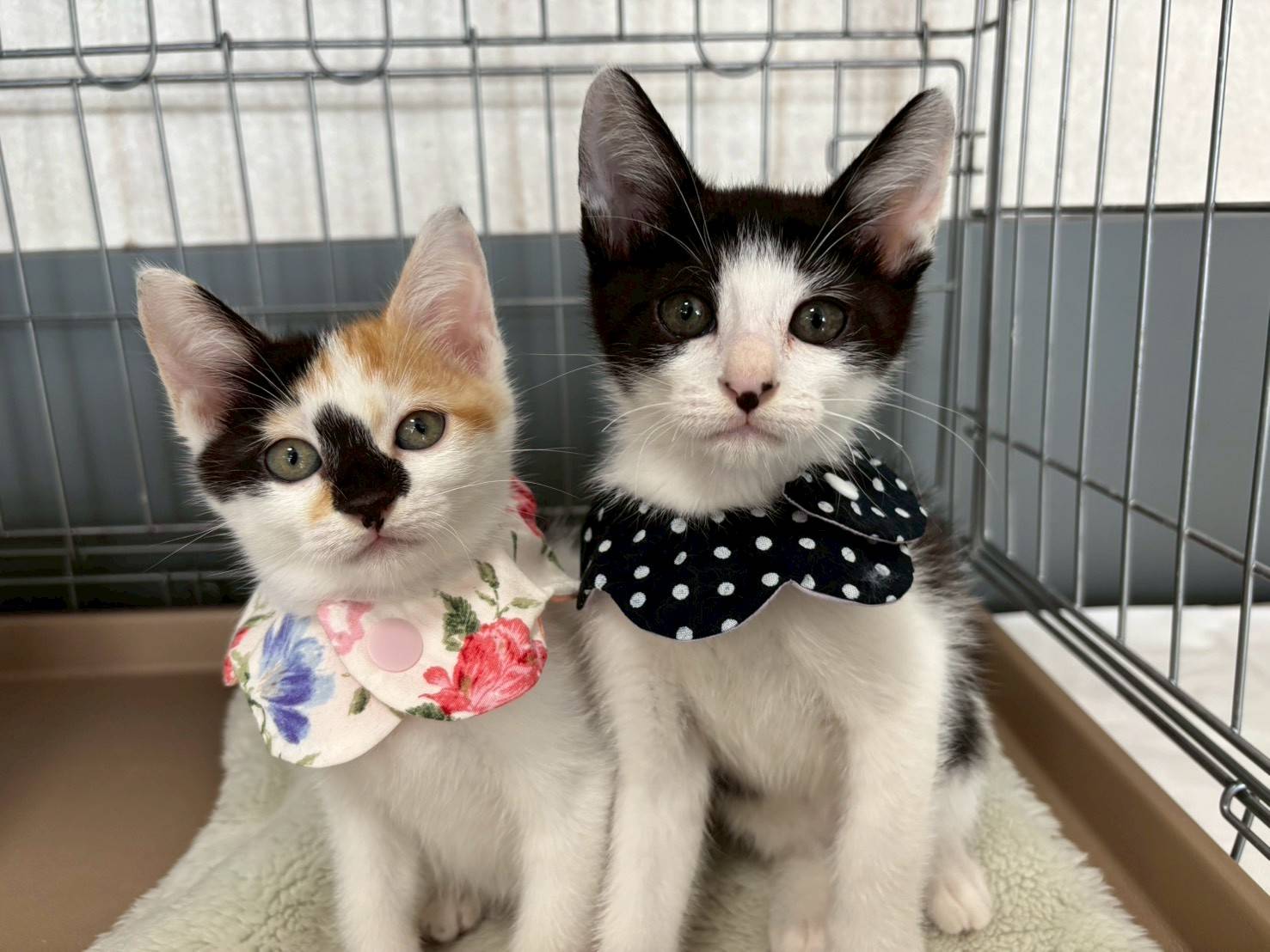 in名古屋市☆子猫もいっぱい☆保護猫達をオウチに迎えよう☆2025年11月9日(日)~ 非営利団体「ちーむ にゃいんず」