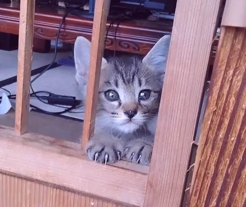 おとなしくて甘えん坊のキジタくん