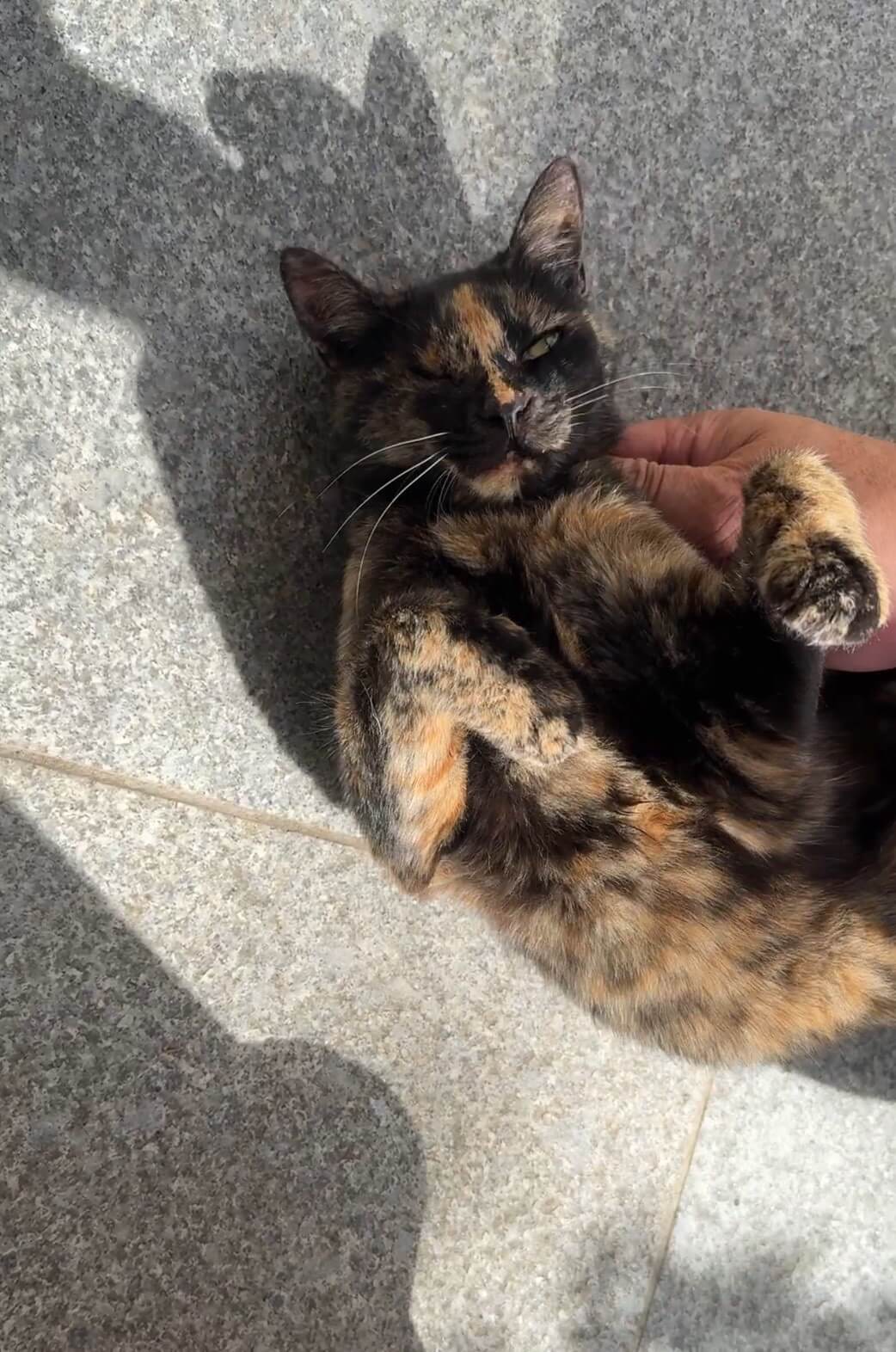 ひとつの瞳に宿る愛情♡ウィンクちゃん