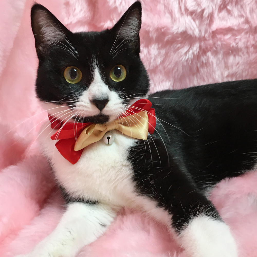 初心者にオススメ!なれなれ『おたま』6カ月