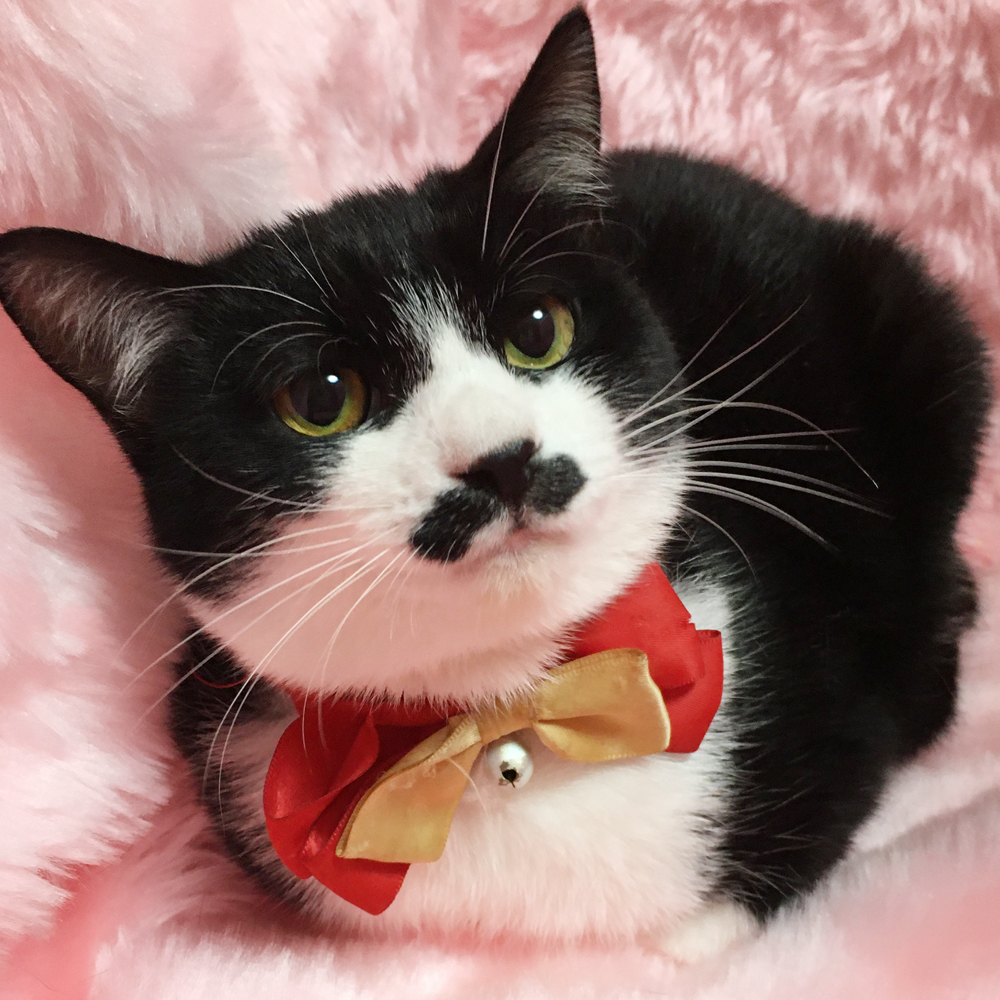 ちょびヒゲだけど女の子『むすび』６カ月