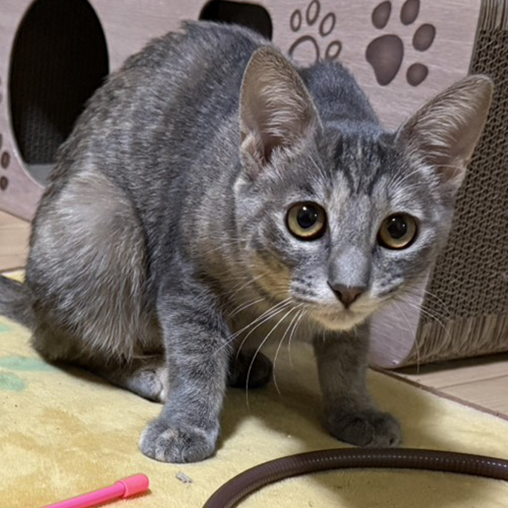 珍しいグレーサビ!高貴な美猫『姫』5カ月