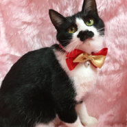 ちょびヒゲだけど女の子『しゃもじ』６カ月