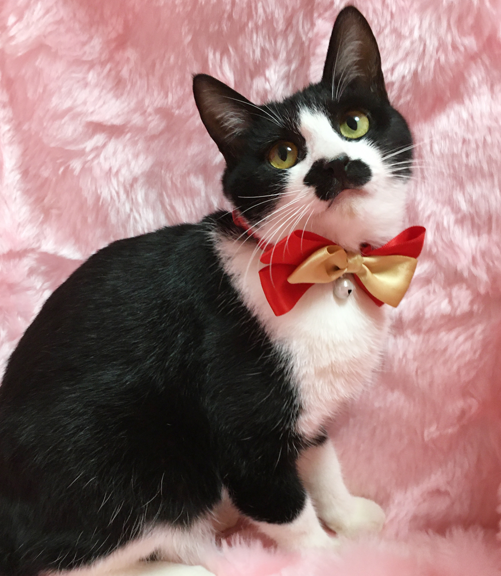 ちょびヒゲだけど女の子『しゃもじ』６カ月