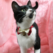 人が好き!なれなれ甘えん坊『ハナちゃん』7ヶ月