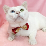 オッドアイ！６キロ級の大型白猫『ネオン君』３歳