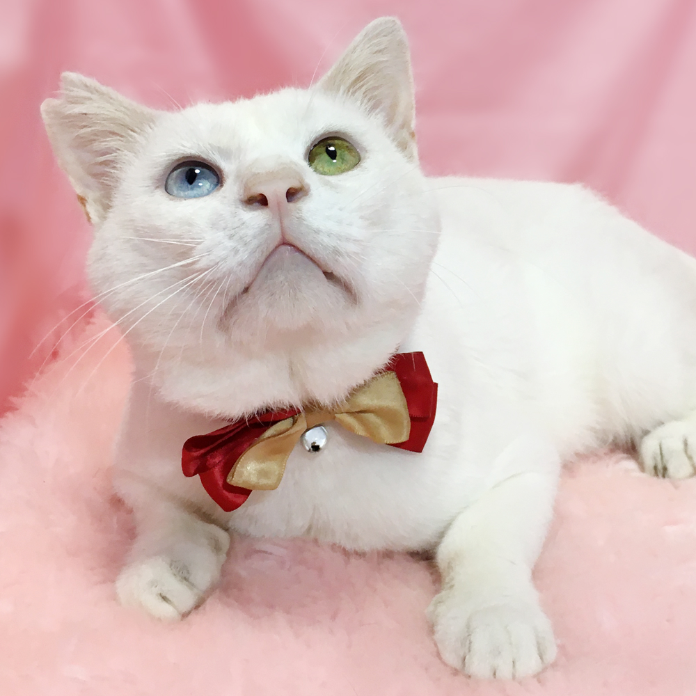 オッドアイ！６キロ級の大型白猫『ネオン君』３歳