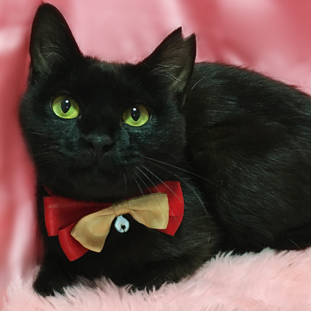 丸顔まんまるお目々の黒猫『ルナちゃん』1歳