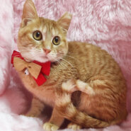 ちっちゃな茶トラの女の子『ゆずちゃん』5カ月