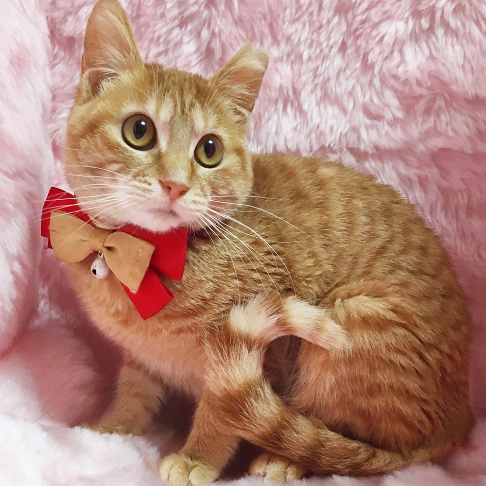 ちっちゃな茶トラの女の子『ゆずちゃん』5カ月