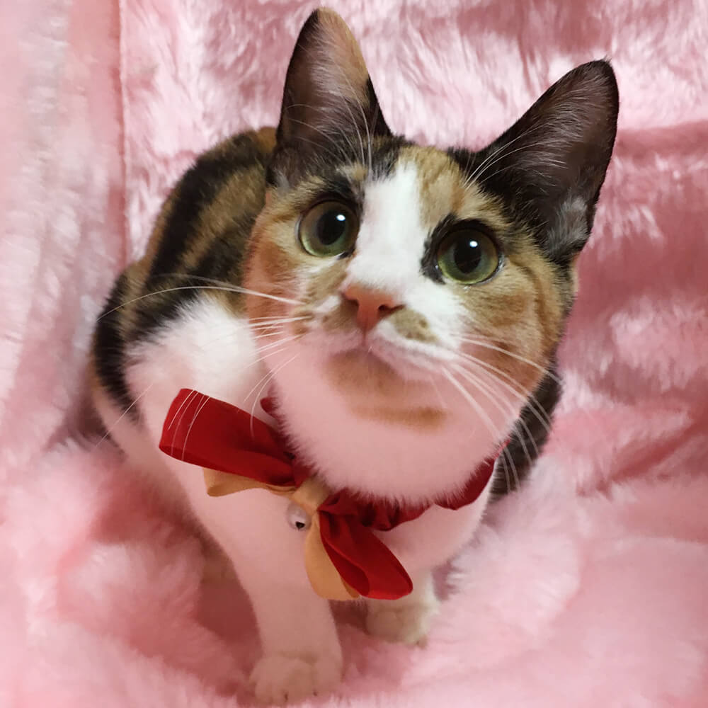 人が大好き！なれなれの三毛『こまち』７カ月