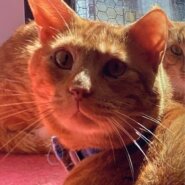 ⭐️1月11日開催⭐️大阪府堺市⭐️マッチ ♂茶トラ⭐️4歳の男の子