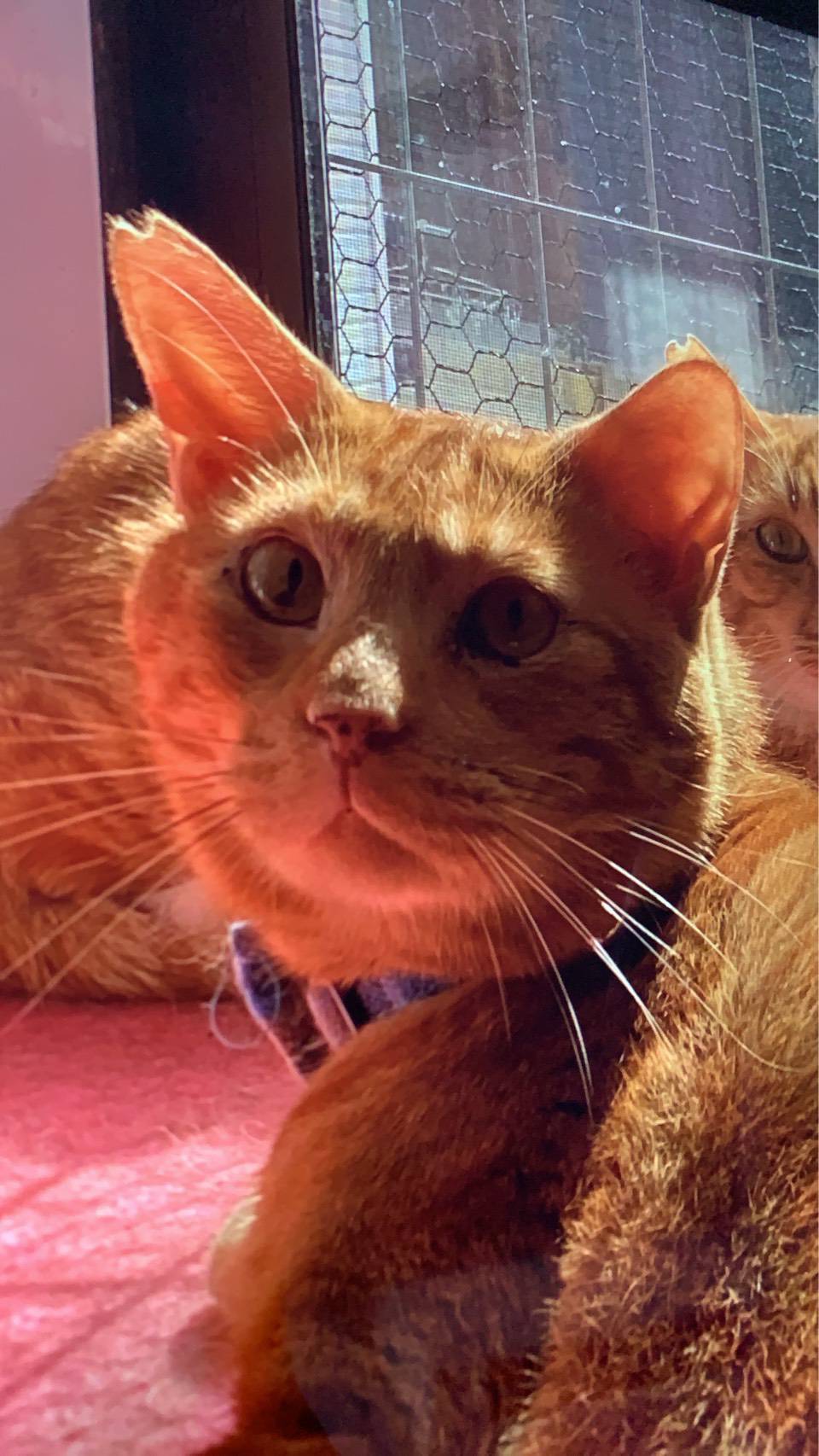 ⭐️1月11日開催⭐️大阪府堺市⭐️マッチ ♂茶トラ⭐️4歳の男の子