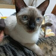 シャム猫MIX　保護猫　生後６ヶ月程度　