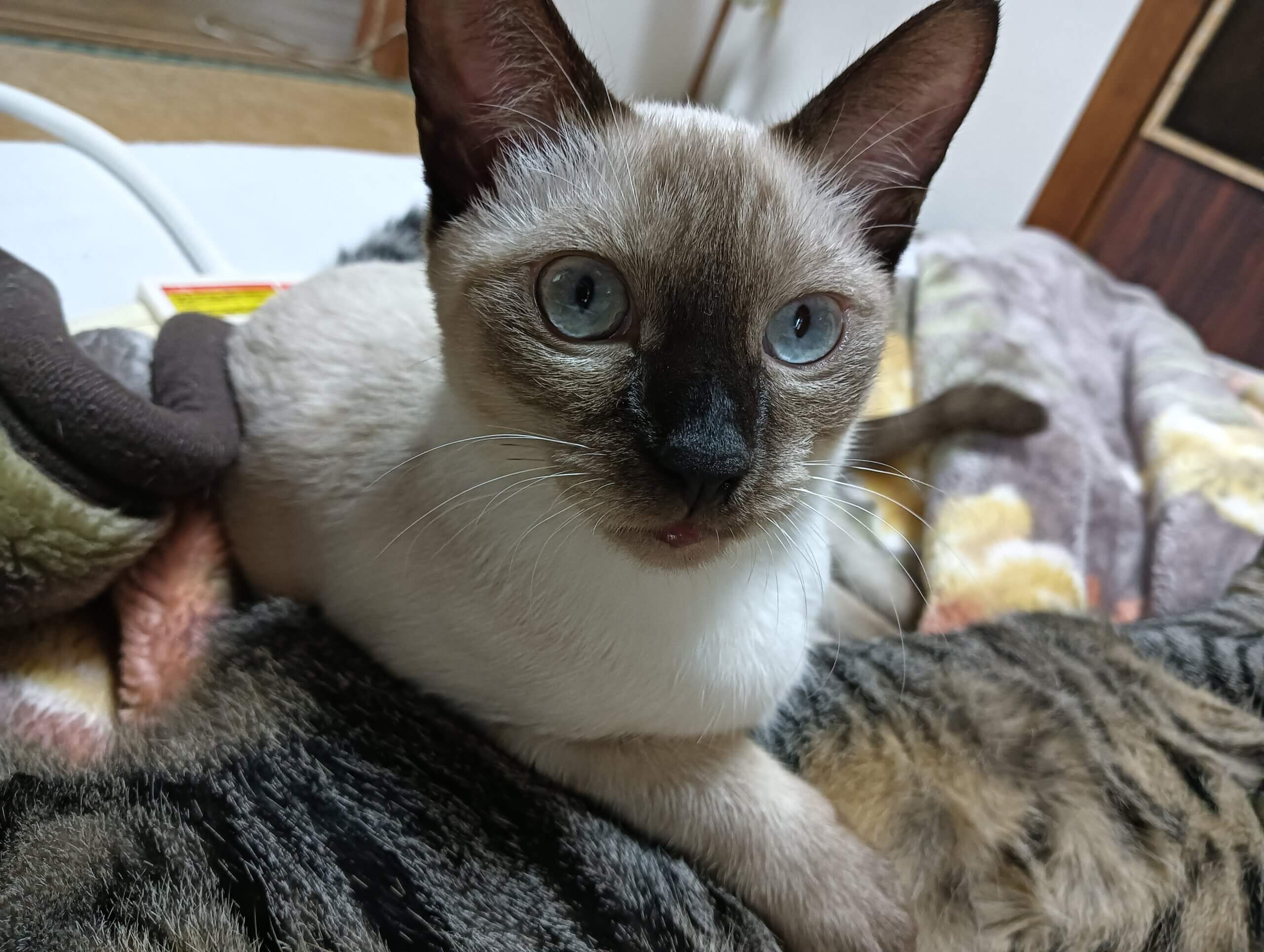 シャム猫MIX　保護猫　生後６ヶ月程度　