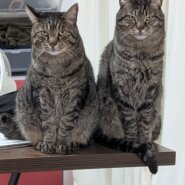 我が家の兄弟猫