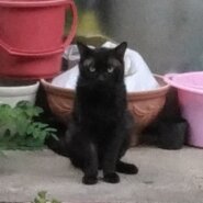 里親さんか保護親さん募集