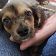 チワックス3ヶ月