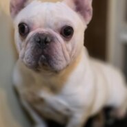 フレンチブルドックの女の子♀️シロちゃん