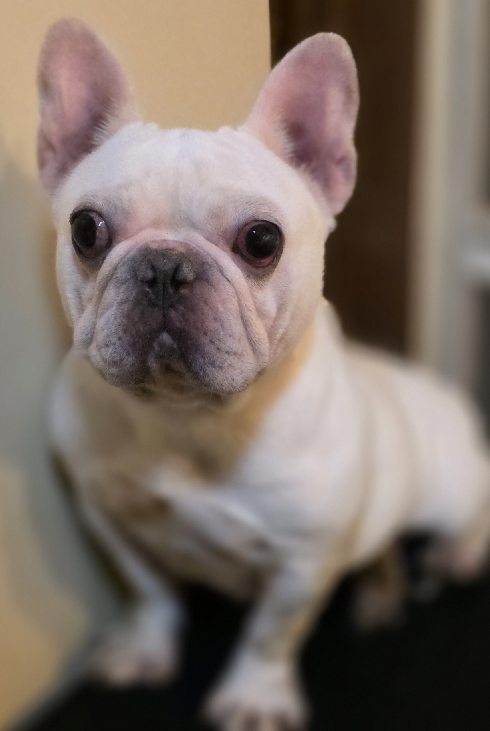 フレンチブルドックの女の子♀️シロちゃん