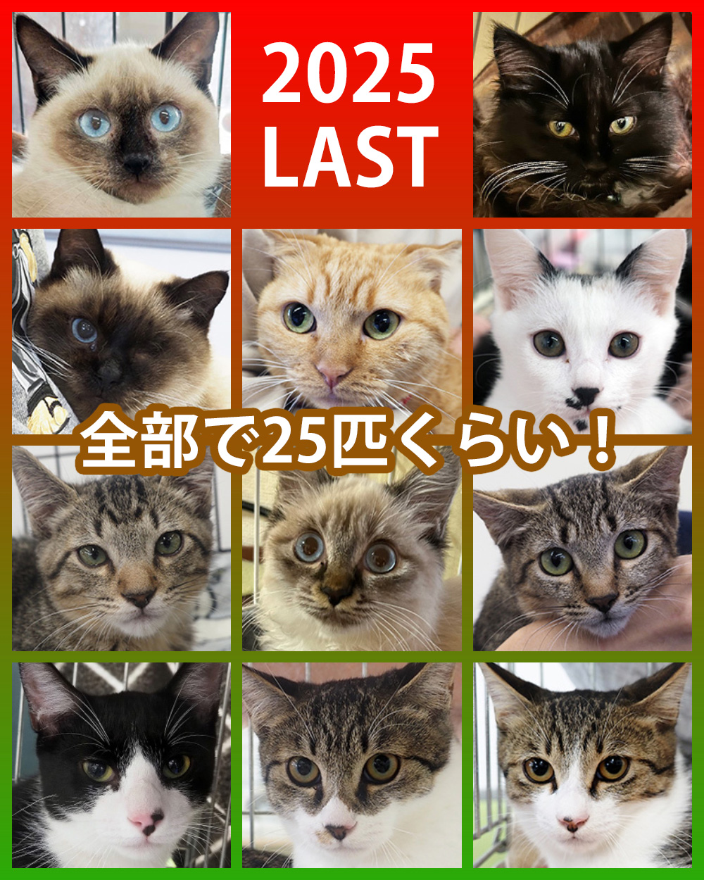 子猫数匹参加予定★みよし市