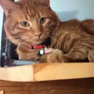 ⭐️1月11日開催⭐️大阪府堺市⭐️トシちゃん♂ 茶トラ⭐️4歳の男の子