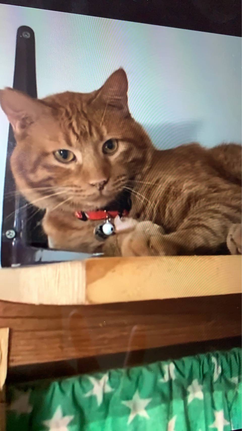 ⭐️1月11日開催⭐️大阪府堺市⭐️トシちゃん♂ 茶トラ⭐️4歳の男の子