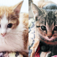 2026初子猫★みよし市