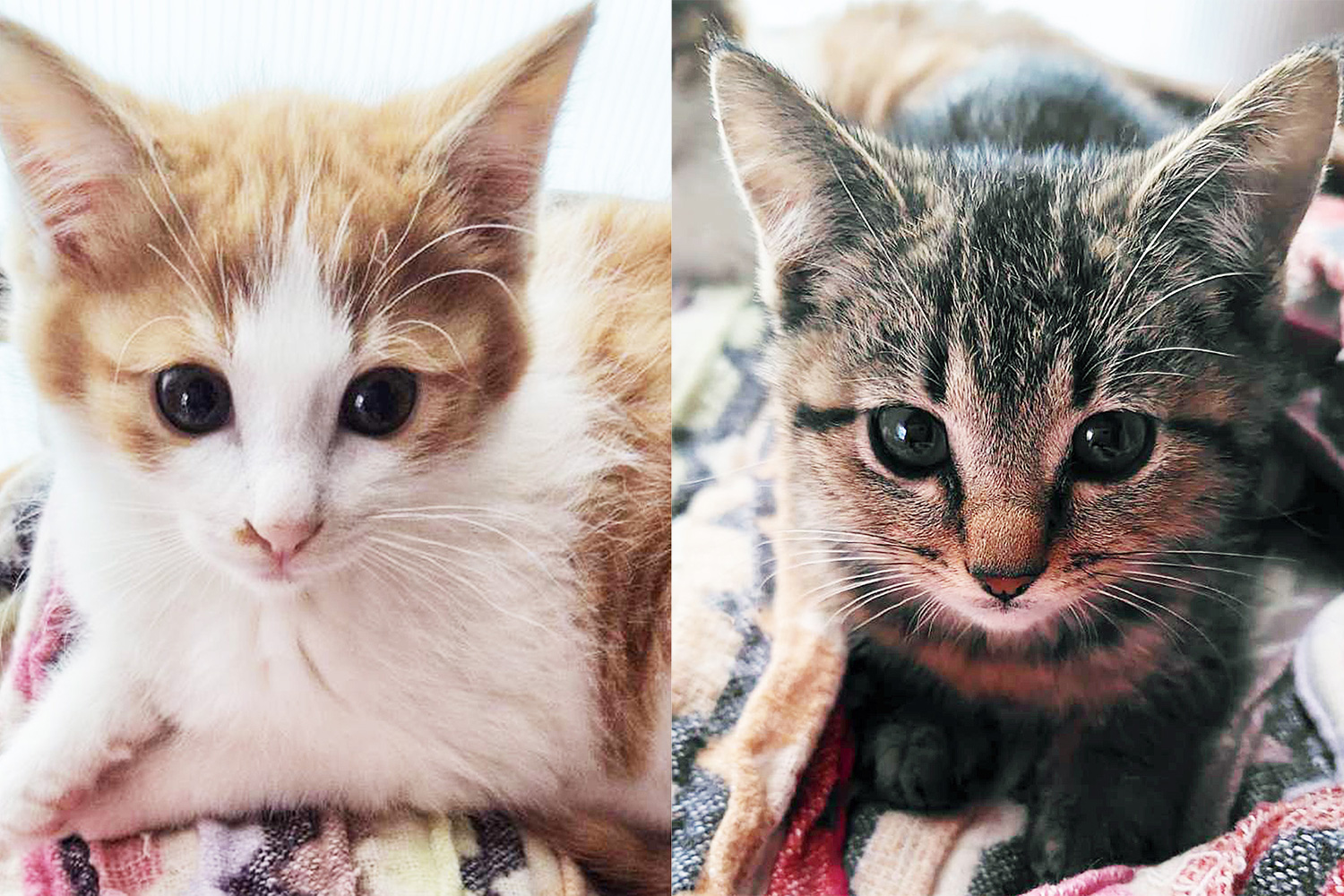 2026初子猫★みよし市